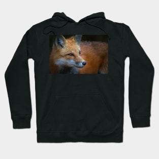 Red Fox, Algonquin Park, Canada Hoodie